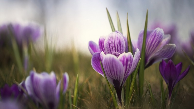 Fond écran HD photo fleurs crocus pourpre violet dans champs à l'automne télécharger gratuit image wallpaper picture