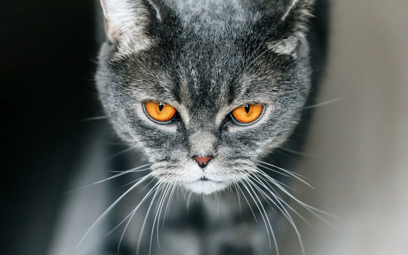 Fond d'écran HD chat gris gros plan yeux regard animaux image picture wallpaper cat
