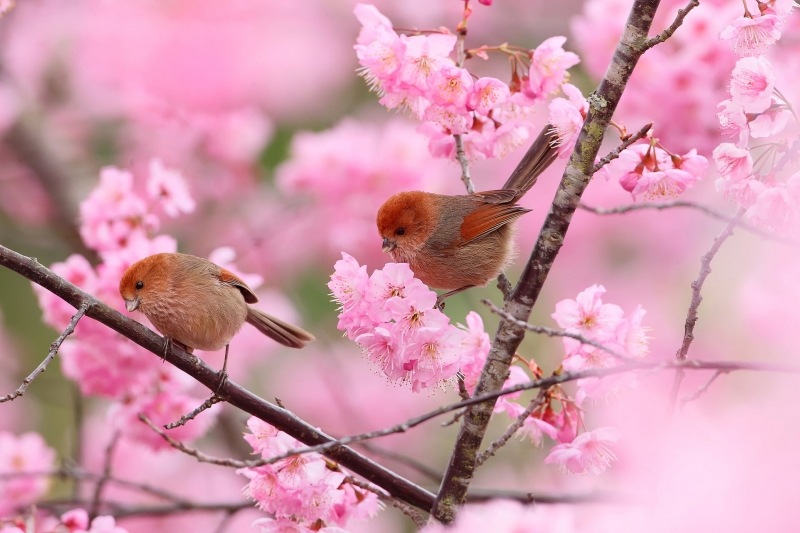 Petits oiseaux sur cerisier en fleurs