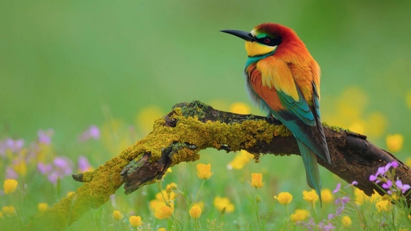 photo oiseau guêpier européen plumage coloré