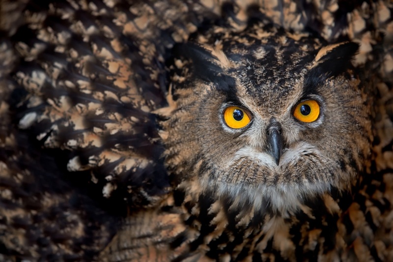 Fond écran HD oiseau chouette hibou owl animal gros plan wallpaper télécharger gratuit