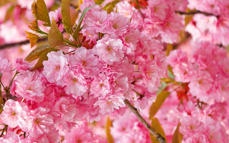 Cerisier en fleurs rose printemps