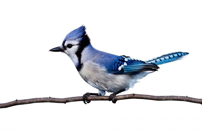 Fond écran HD 4K oiseau geai bleu animal sur branche télécharger image pour PC Mac Smartphone