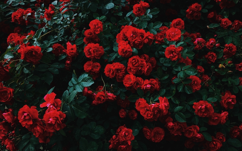 Buisson massif de roses rouge