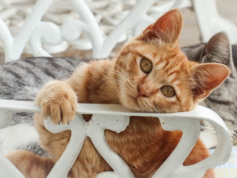 Fond écran HD animal chat roux sur chaise blanche métal arrière plan background