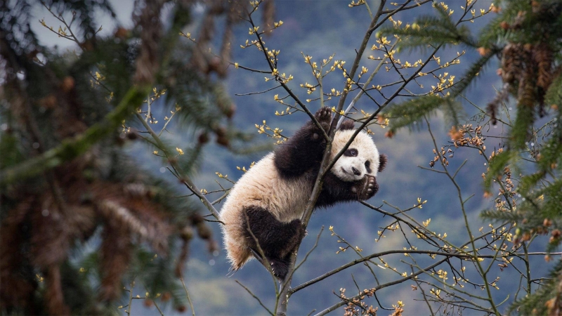 Fond d ecran HD animal jeune panda dans arbre au printemps background wallpaper