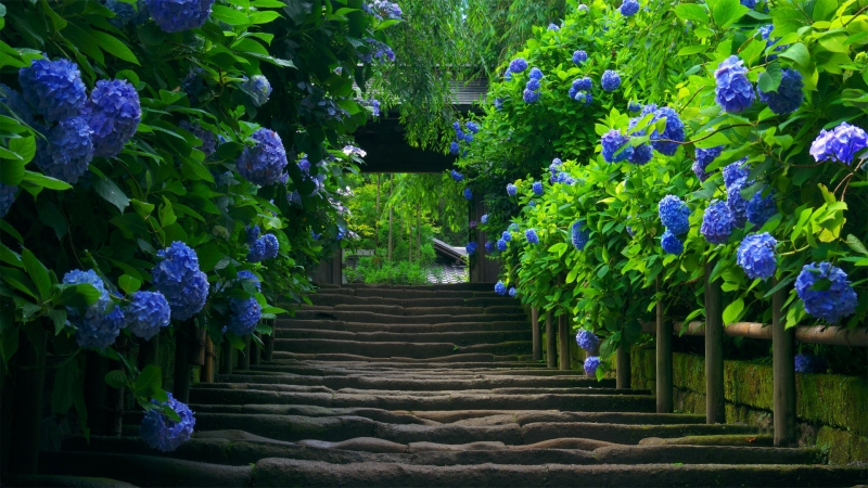 Escalier chemin avec buisson hortensia bleu