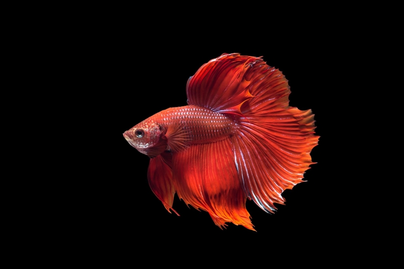 Fond d'écran HD poisson rouge combattant du Siam animal wallpaper arrière plan background