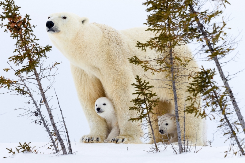 Fond écran HD ours polaire femelle avec deux petits oursons entre ses pattes wallpaper background arrière plan