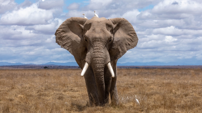 animal mammifère éléphant mâle savane Afrique