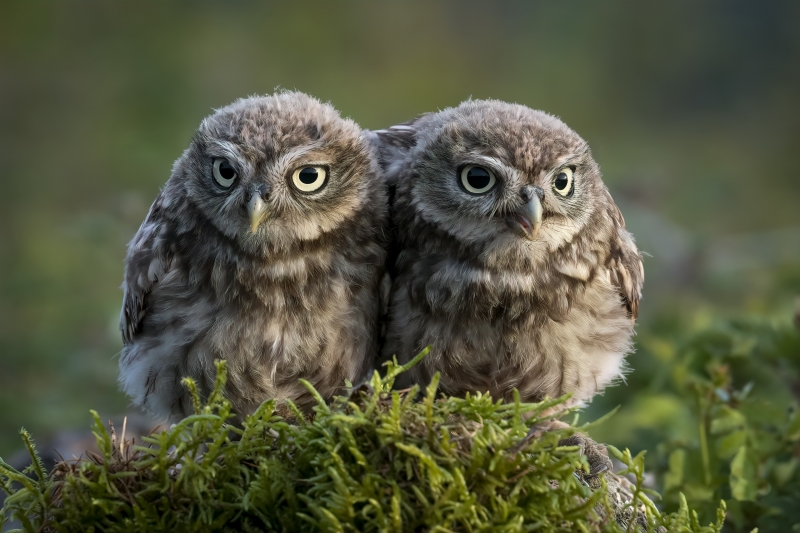 Fond écran HD image photo animaux oiseaux chouette dans la mousse wallpaper owls birds