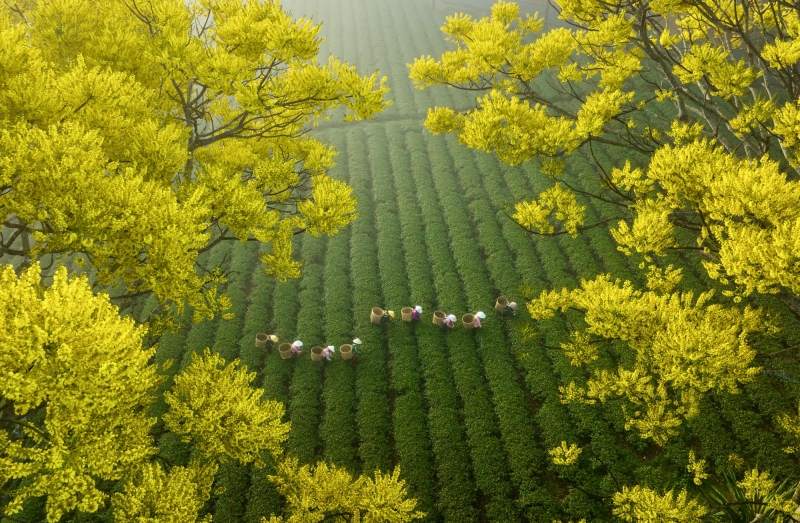 photo aérienne récolte du thé au Vietnam