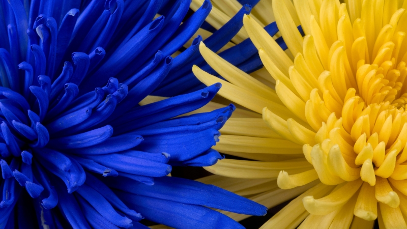 Fond écran HD nature plante photo fleurs chrysanthèmes bleues et jaunes arrière plan wallpaper