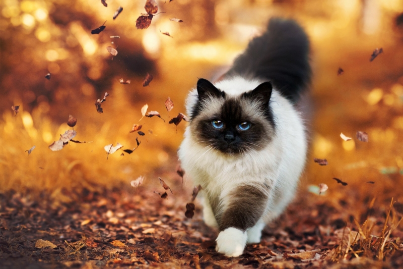 fond écran hd chat yeux bleus qui marche dans les feuilles en automne photo