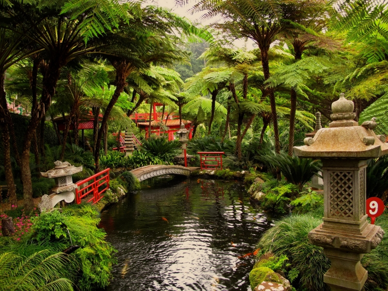 Jardin japonais plantes arbres rivière pont