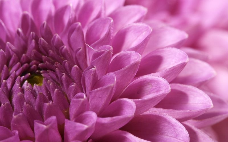 Chrysanthème fleur mauve rose wallpaper fond d'écran HD télécharger gratuit