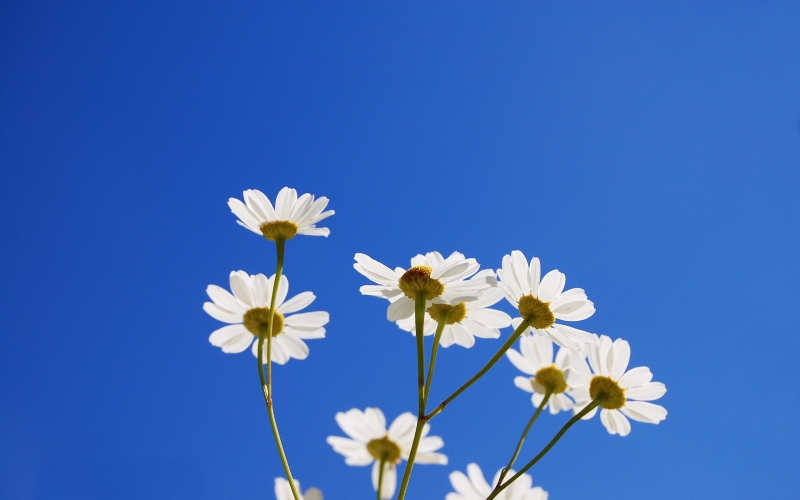 marguerite fleur sur ciel bleu photo fond d'écran hd background