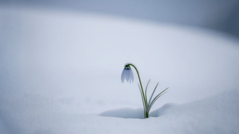 hiver fleur perce neige blanche wallpaper fond d'écran