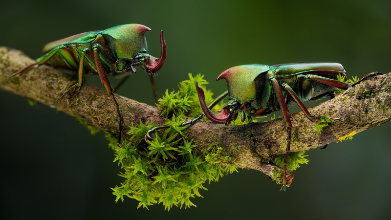 insecte fond écran coléoptère Hercule rhinocéros wallpaper nature photo