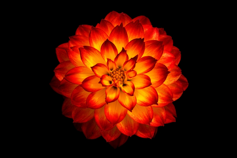 Dahlia fleur orange 8k
