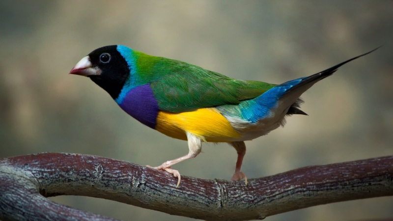 Télécharger oiseau diamant de Gould animal multicolore adulte