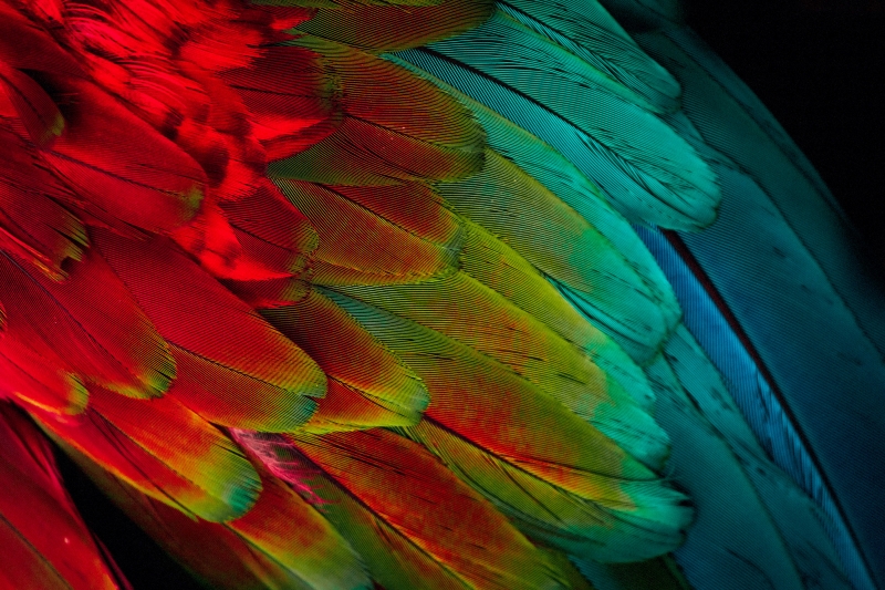 Fond écran HD oiseau exotique plumes de perroquet wallpaper