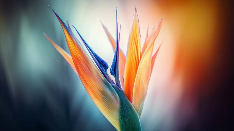 Photo fleur oiseau de paradis zoom gros plan download picture flower background PC smartphone